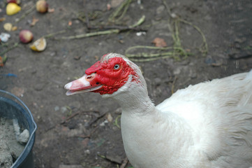  Portrai weißer Hauserpel 