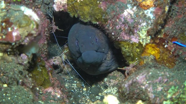 Incredible Underwater World - Yellowmargin moray - Gymnothorax flavimarginatus + White-striped cleaner shrimp - Lysmata amboinensis. Bali.