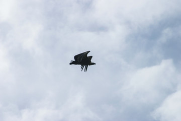 Vulture in Burgos. Spain