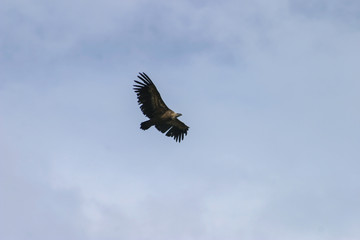 Obraz premium Vulture in Burgos. Spain