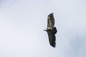 Vulture in Burgos. Spain