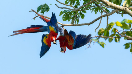 With a kick to the face one scarlet macaw is definely sending a message as a pair of them hang...