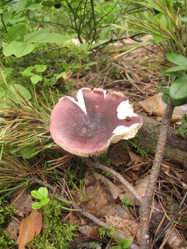 Darkening brittlegill, aka russula vinosa or obscura, mushroom in a forest.