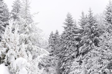 snowy pine tree woods.