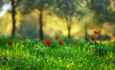 Sunset at the spring blooming forest with windflowers