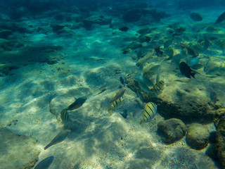 Naklejka na ściany i meble Underwater landscape with tropical fish in blue sea water. Coral fish school. Tropical seaside with coral and animal