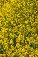 Rape blossoms at Fukuei Sports Plaza, Ichikawa City, Chiba Prefecture, Japan