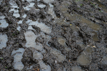 Spaziergang im Regen, Frühjahr im Wald