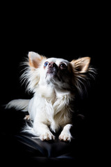 Portrait eines Tieres