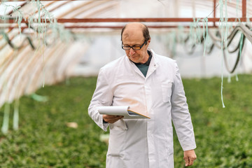 Mature adult agronomist in white coat and with eyeglasses holding clipboard in hands and checking on plants. Hothouse interior.