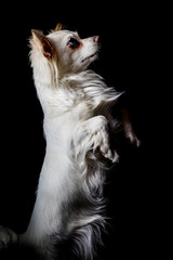 Hund macht männchen