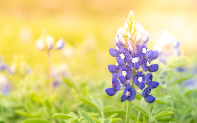 Colorful blue bonnet background