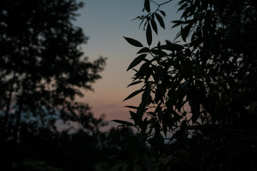 Obraz na płótnie Canvas tree at sunset