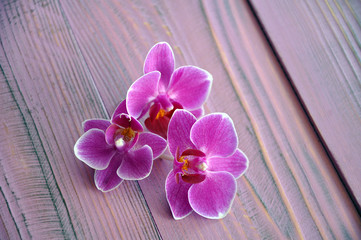 Pink Phalaenopsis flowers on the pink wooden table