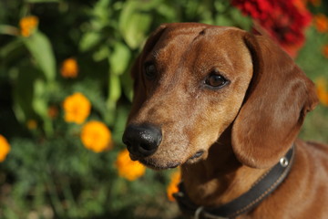 dachshund named Lime