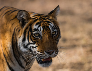 A female tiger noor portrait she was on morning stroll and territory marking at Ranthambore National Park, India