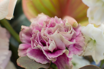 Macro delicate fresh pink rose  flower. Wedding fresh flowers decoration