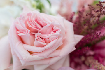 Macro delicate fresh pink rose  flower. Wedding fresh flowers decoration