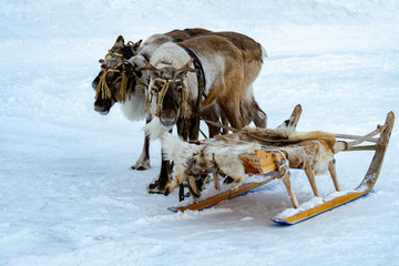Siberian deer in harness with sleigh