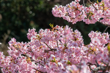 Fototapeta premium Kawazu Sakura of Fukuei Sports Plaza, Ichikawa City, Chiba Prefecture, Japan