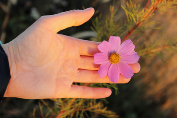 Cropped Shot Of A Female Hand Holding A Flower.Cropped Shot Of A Female Hand And Pink Flower. People, Nature Concept. Beautiful Nature Background.