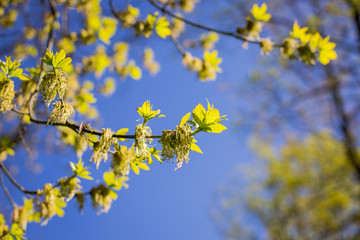 Spring has come, the first green. Nature wakes up. Dissolve the first leaves on the branches. Green house on the windowsill. Warm days. The branches of a maple in the circle. Kidney trees disclosed.