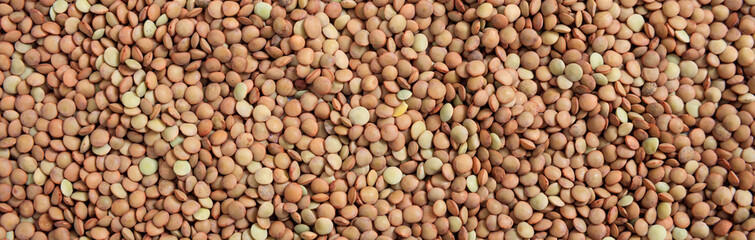 Brown lentils uncooked full background, banner, top view
