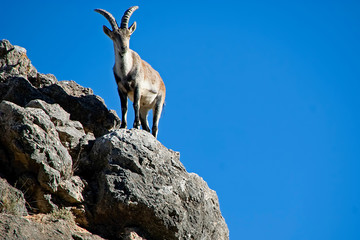 Macho de cabra hisp&aacute;nica pyrenaica en la cima del roquedo, en la sierra de Cazorla, Segura y Las Villas.