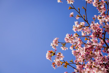 Pink plum blossom.Branches of blossom Plums against blue sky.Background with pink spring blossoms. Cherry tree twigs with blooming flowers .Spring is coming. blossoming plum trees at park