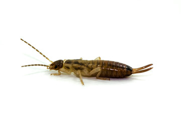 Common earwig or European earwig, Forficula auricularia against white background
