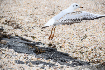 Ave marina alzando vuelo