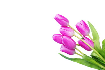 pink tulips on white background