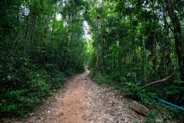 Weg durch den Dschungel