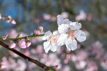 Pink Japanese cherry blossom blooming season under a ending winter blue sky