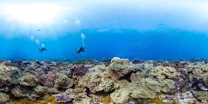 360 of divers over healthy coral