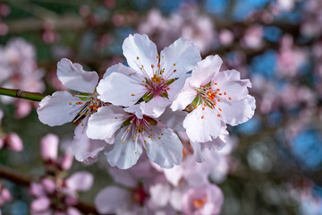 Pink Japanese cherry blossom blooming season under a ending winter blue sky