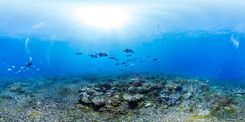 360 of Trevally over reef