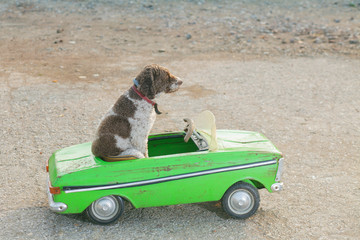cute dog sitting in a small retro car