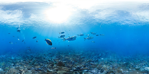 Fototapeta na wymiar Panorama Coral Reef Underwater Photo of Trevally Fish School in Australia