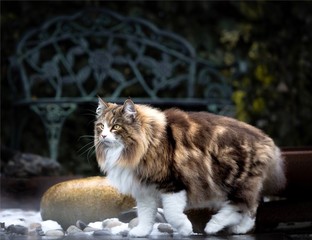 Norwegische Waldkatze im Garten