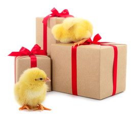 Little chicken and gift boxes isolated.