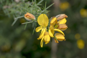 Ulex europaeus, yellow flowers close up