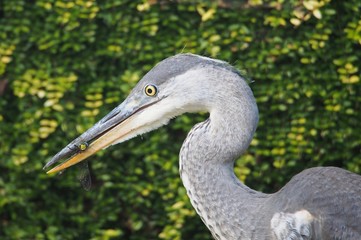 Heron with Dragonfly in bill