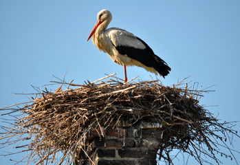 Stork is in the nest