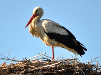 Stork is in the nest
