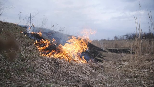 Dry reed grass burns on the river. Ecological catastrophy. Fire and smoke destroy all life.