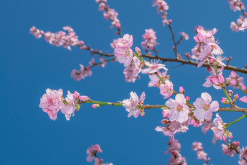 Pink Japanese cherry blossom blooming season under a ending winter blue sky