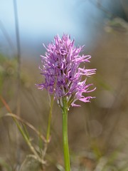 Naked Man Orchid (Orchis italica), Greece