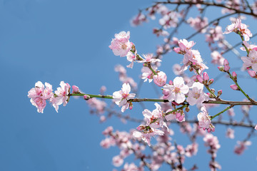 Pink Japanese cherry blossom blooming season under a ending winter blue sky
