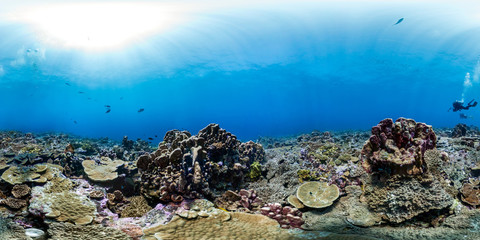 360 of healthy reefscape in Palmyra